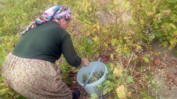 Yozgat’ta bağ bozumu başladı