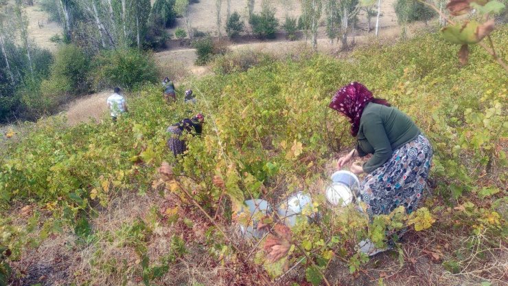 Yozgat’ta bağ bozumu başladı