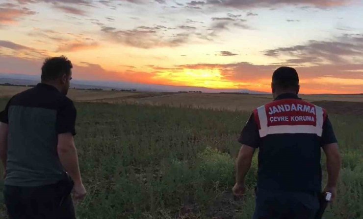 Kaçak avcıların ses oyununu jandarma bozdu