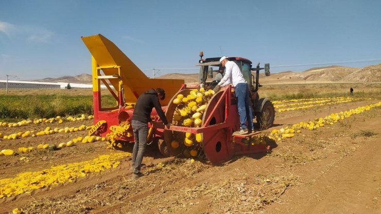 İlk defa ekti, tonlarca elde etti