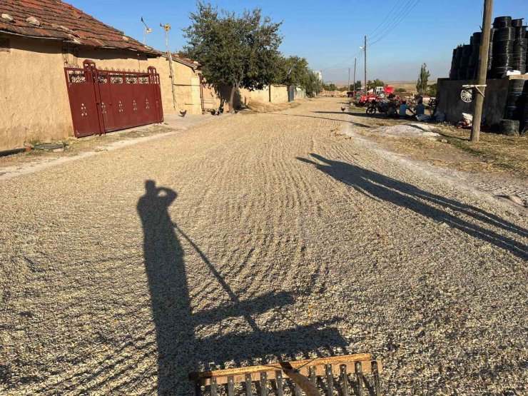 Eskişehir’de kabak çekirdeği hasadı başladı