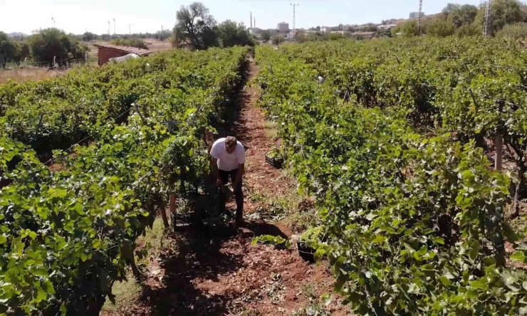 "Delice beyazı" üzümün hasadı başladı: 3 dönüm bağdan 8 ton çıktı, 240 bin liraya sattı