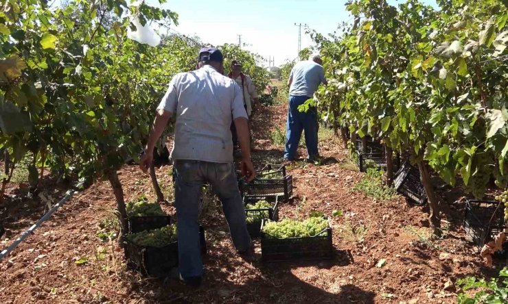 "Delice beyazı" üzümün hasadı başladı: 3 dönüm bağdan 8 ton çıktı, 240 bin liraya sattı