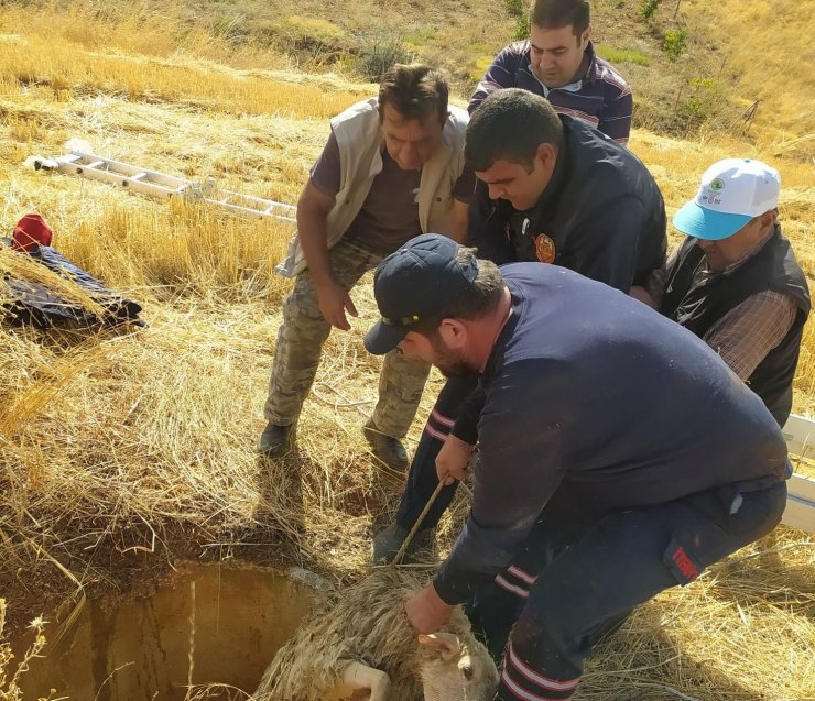 Hüyük’te koyun kurtarma operasyonu