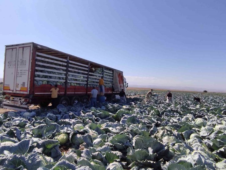 Niğde’de lahana hasadı yüz güldürüyor