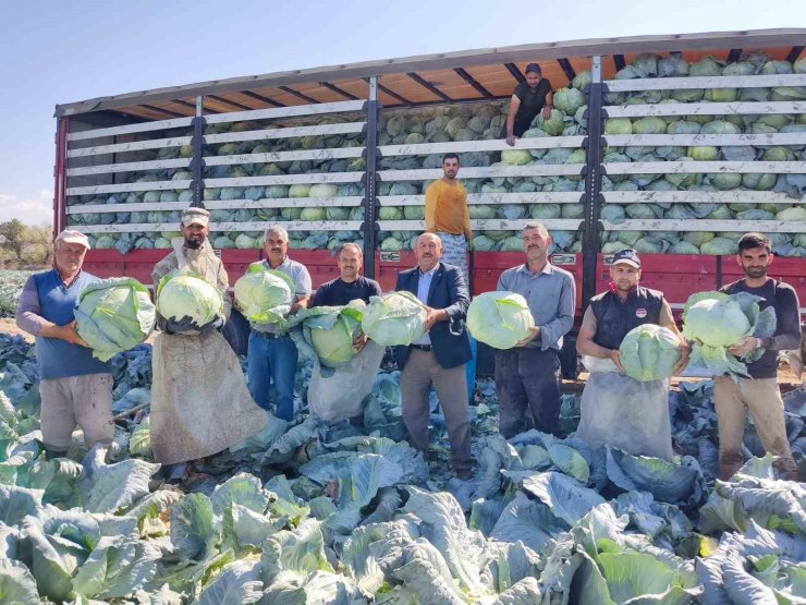 Niğde’de lahana hasadı yüz güldürüyor