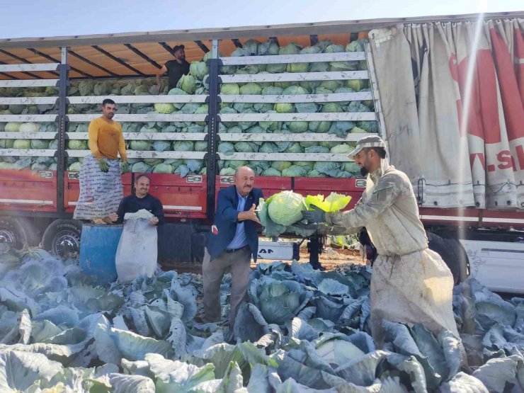 Niğde’de lahana hasadı yüz güldürüyor