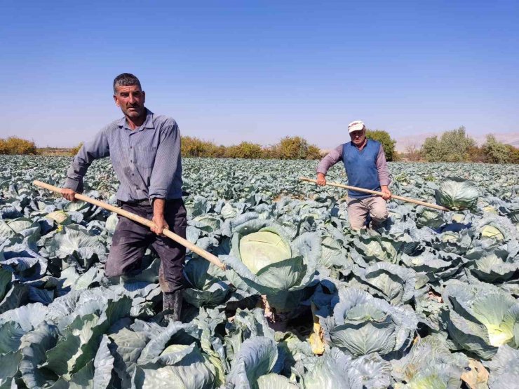 Niğde’de lahana hasadı yüz güldürüyor