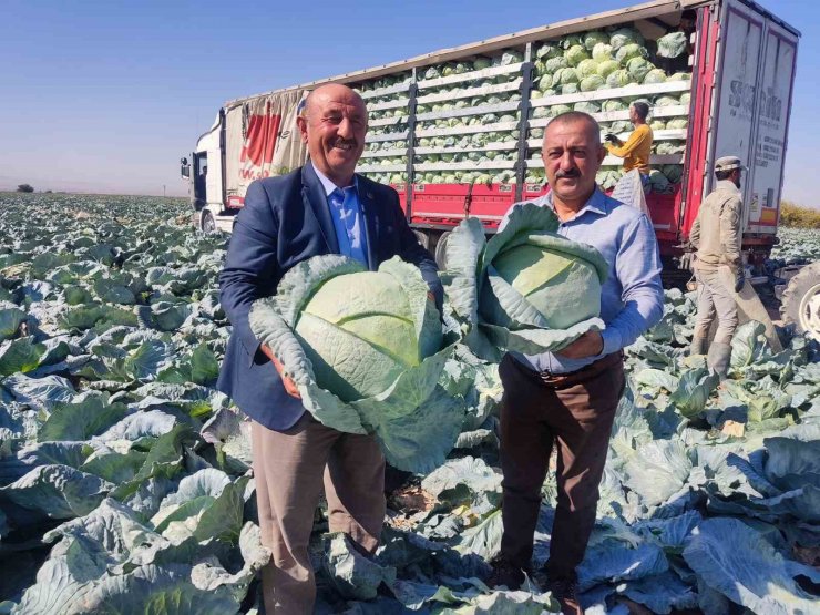 Niğde’de lahana hasadı yüz güldürüyor