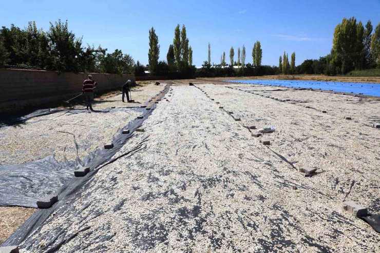 Konya’da kabak çekirdeği eleme tesisi üreticiye kolaylık sağlıyor