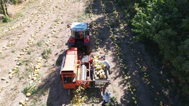 Konya’da kabak çekirdeği eleme tesisi üreticiye kolaylık sağlıyor