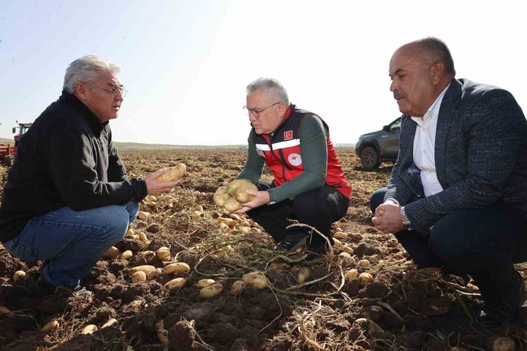 Sivas’ta patates hasadı başladı