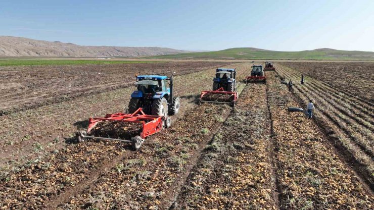 Sivas’ta patates hasadı başladı