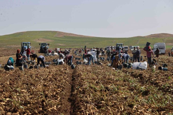 Sivas’ta patates hasadı başladı