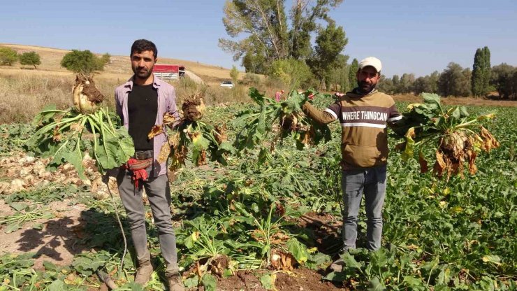 Yozgat’ta şeker pancarı hasadı başladı