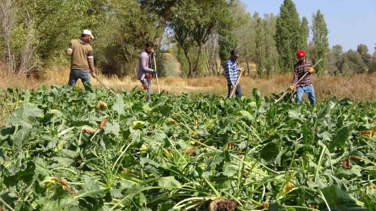 Yozgat’ta şeker pancarı hasadı başladı