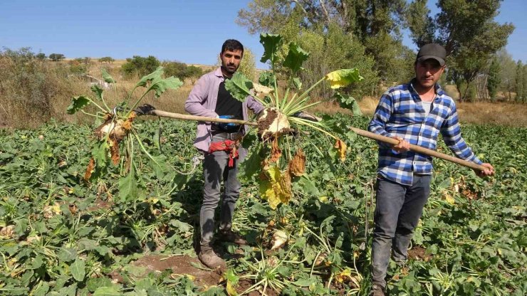 Yozgat’ta şeker pancarı hasadı başladı