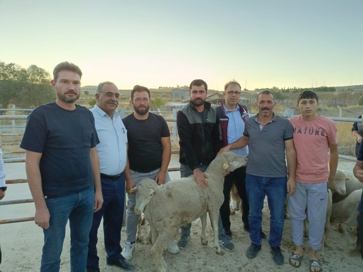 Çankırı’da üreticilere merinos koç dağıtıldı