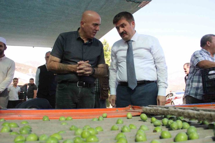 Türkiye’nin en kaliteli zeytininin üretildiği Karaman’da hasat başladı