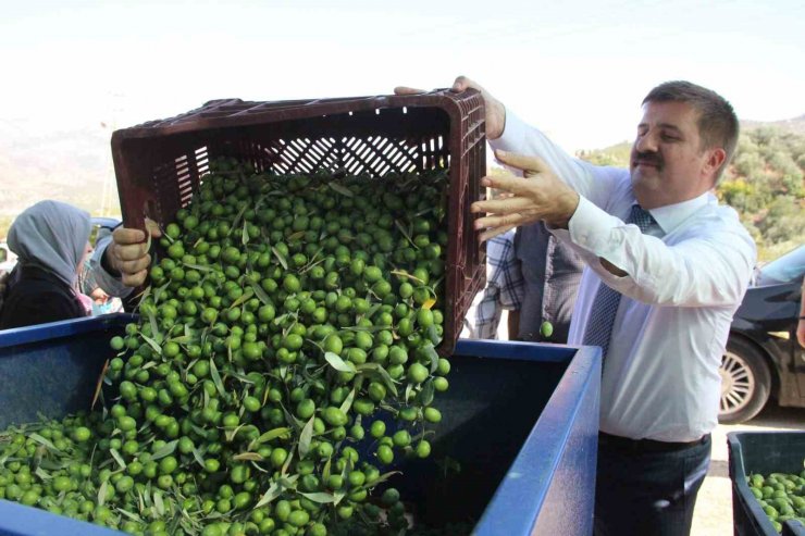 Türkiye’nin en kaliteli zeytininin üretildiği Karaman’da hasat başladı