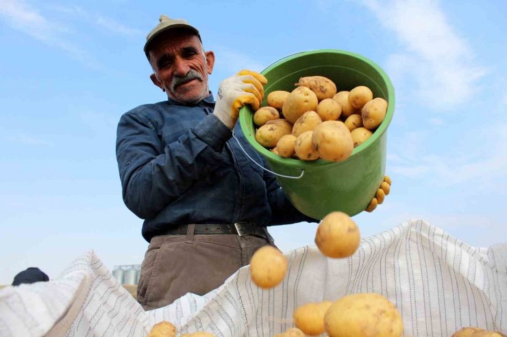 Sivas patates üretiminde rekora koşuyor