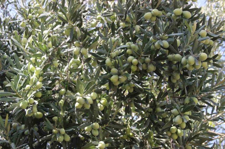 Türkiye’nin en kaliteli zeytininin üretildiği Karaman’da hasat başladı