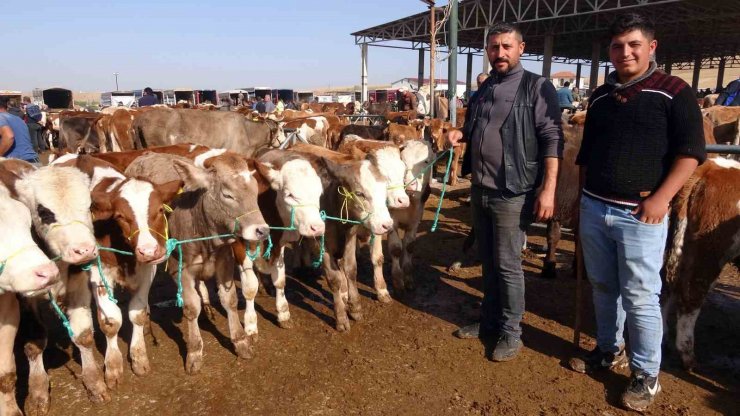 Yasakların ardından Yozgat’ta canlı hayvan pazarlarında yoğunluk sürüyor