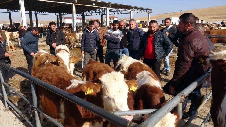 Yasakların ardından Yozgat’ta canlı hayvan pazarlarında yoğunluk sürüyor