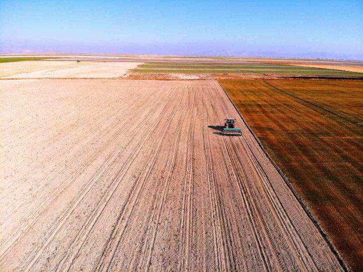 Hububat hasadında cücelik virüsü ile karşılaşmamak için çiftçilere ekim uyarısı