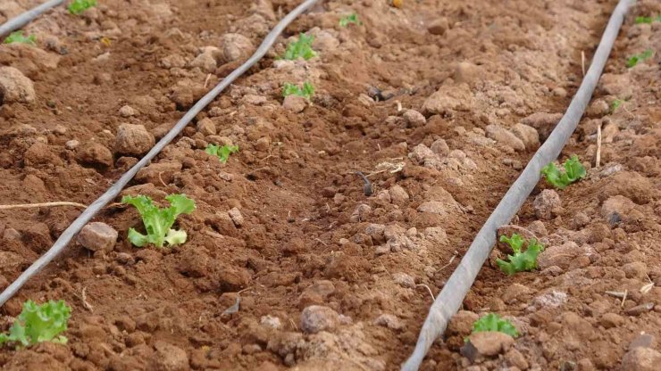 Çiftçiye dağıtılan marul fidesinde yüksek verim elde edildi