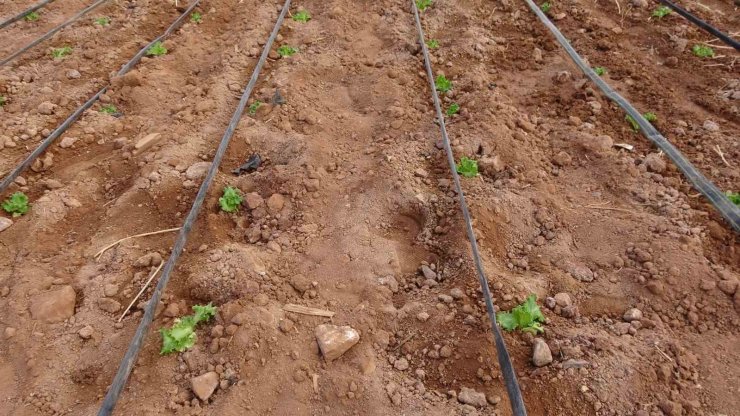 Çiftçiye dağıtılan marul fidesinde yüksek verim elde edildi