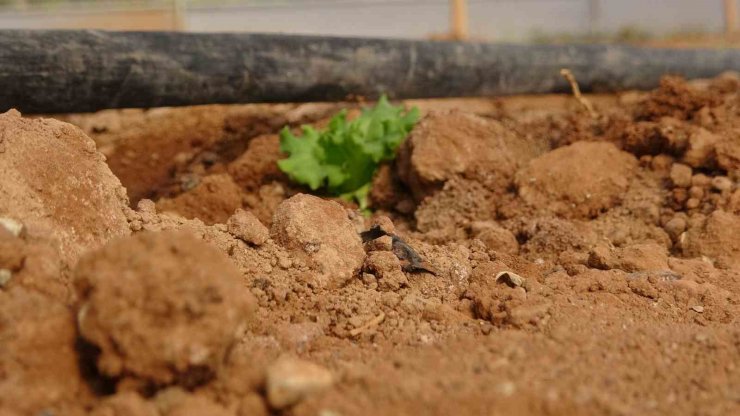 Çiftçiye dağıtılan marul fidesinde yüksek verim elde edildi