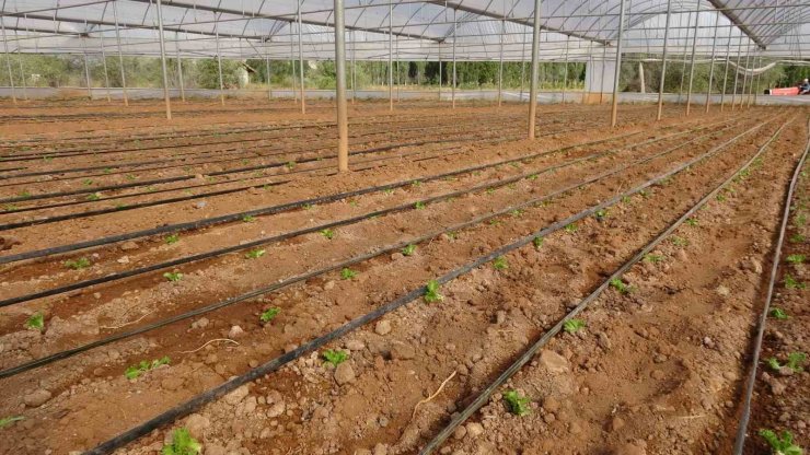 Çiftçiye dağıtılan marul fidesinde yüksek verim elde edildi