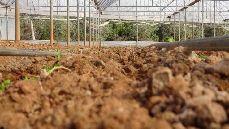 Çiftçiye dağıtılan marul fidesinde yüksek verim elde edildi