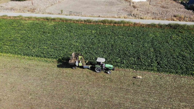 Pancar dönümde 9 tona kadar verim verdi