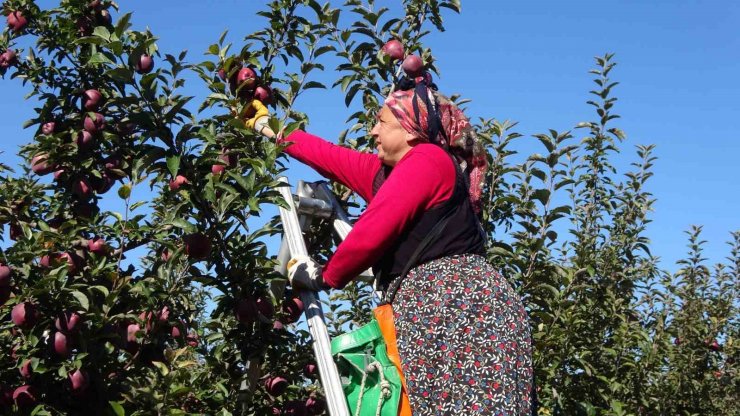 Köyde hayata geçen proje göçü tersine çevirdi