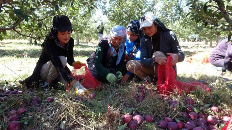 Köyde hayata geçen proje göçü tersine çevirdi