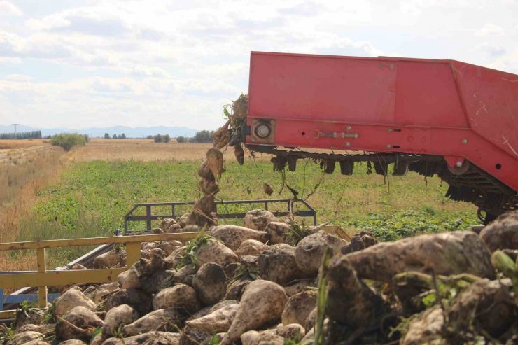 Tahıl ambarı Konya’da 7 milyon ton pancar rekolte beklentisi