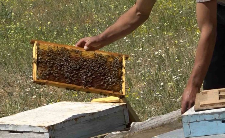 Aksaray’da çalınan arı kovanları Nevşehir’de bulundu