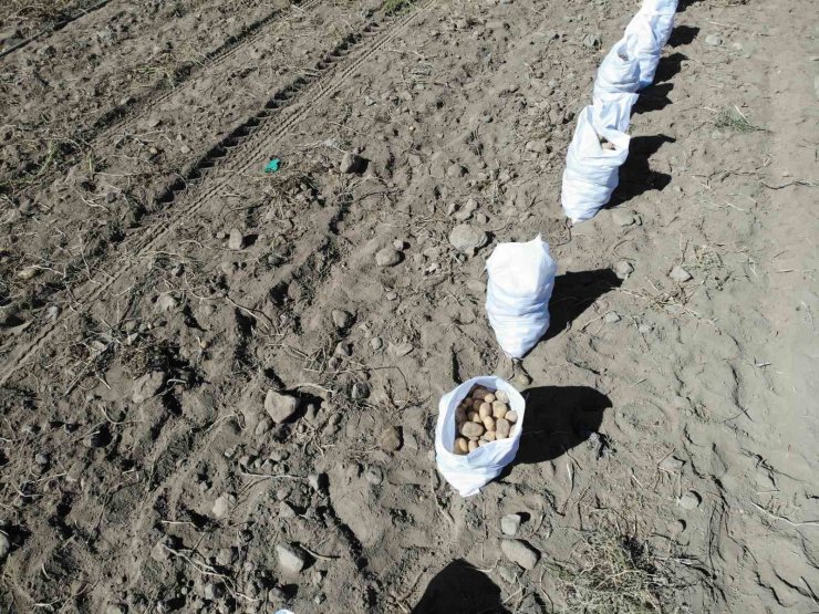 Nevşehir’de patates hasadı başladı