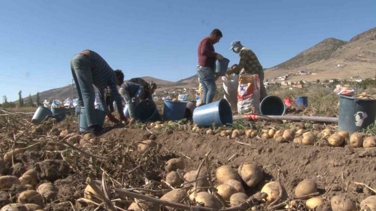 Nevşehir’de patates hasadı başladı