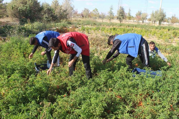 Gençler yetiştirdikleri domatesleri salça yapıp ihtiyaç sahiplerine ulaştırdı