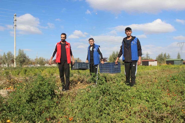 Gençler yetiştirdikleri domatesleri salça yapıp ihtiyaç sahiplerine ulaştırdı