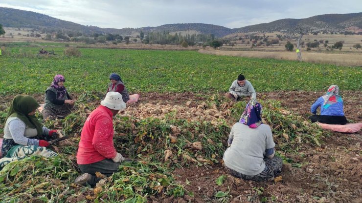 Yozgat’ta şeker pancarında imece usulü hasat