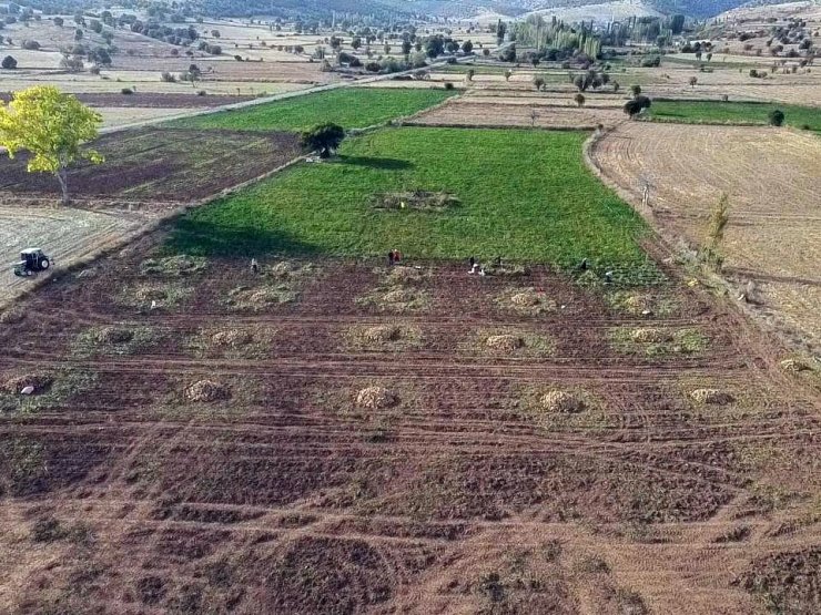 Yozgat’ta şeker pancarında imece usulü hasat