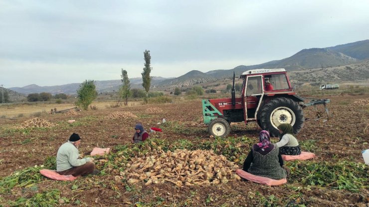 Yozgat’ta şeker pancarında imece usulü hasat