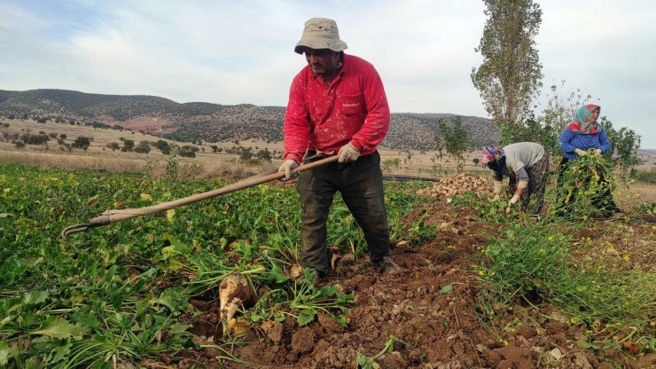 Yozgat’ta şeker pancarında imece usulü hasat