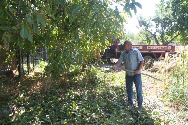 Can güvenlikleri için ağaçlardaki cevizleri vinçle topluyorlar