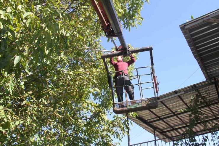 Can güvenlikleri için ağaçlardaki cevizleri vinçle topluyorlar