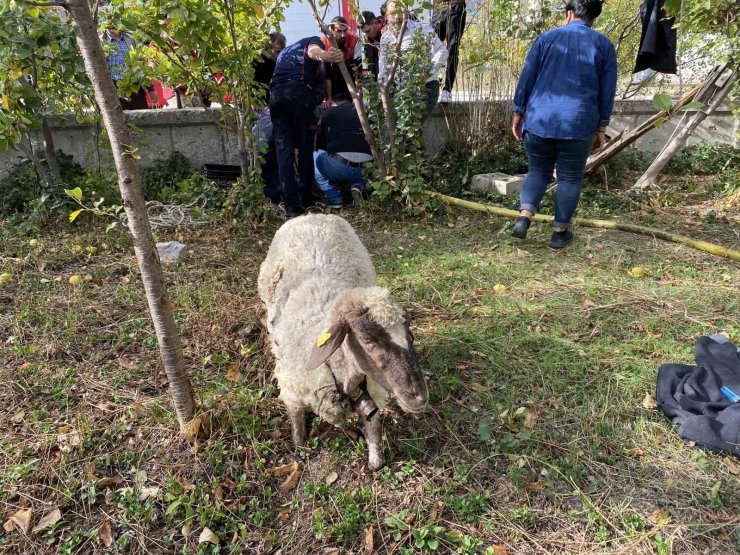 İtfaiyeden kuyudan koyun kurtarma operasyonu